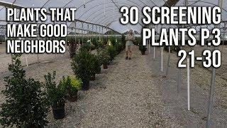 30 Screening or Border Plants P.3  Plants That Make Great Neighbors