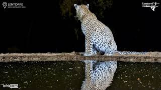 Striped Hyena Chases Leopard Up a Tree!