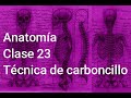 Anatomía Clase 23  - Técnica de carboncillo