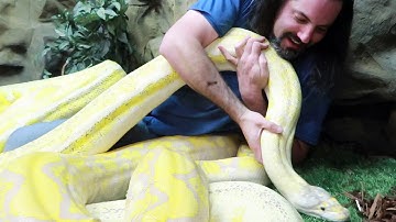 PLAYING WITH GIANT PYTHONS! - Dāv Kaufman Vlogs