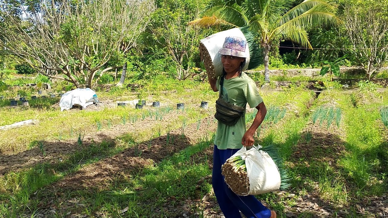 perdana panen daun pre di konten sendiri🙏🏻