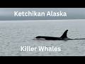 Killer Whales June 2025 Ketchikan Alaska