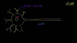 Anatomy of a neuron  | Human anatomy and physiology |  Health and Medicine |  Khan Academy Urdu
