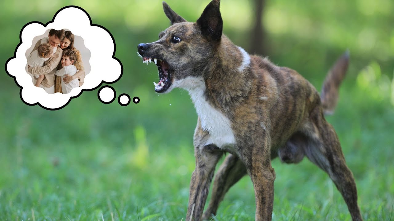 How to Decode Your Dog's Aggressive Behavior: Unraveling the Mystery ...