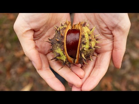 Video: Periudhat e pikut të gjetheve të vjeshtës në juglindje