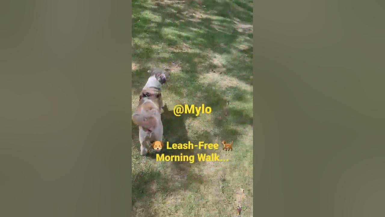 my-dog-s-nickname-is-5-miles-so-i-can-tell-people-i-walk-5-miles