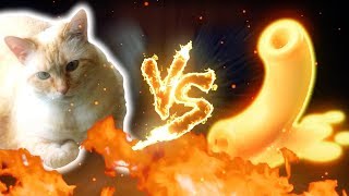 Thicc Cat Fights Macaroni Noodle
