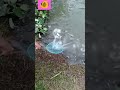 Watch This Huge Fish Catch 🐟 Fishing Like a Pro! #Shorts