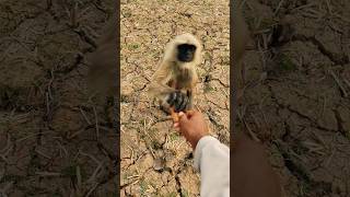 Hanuman Ji Ki Jai Ho  Bajrang Bali Ki Jai Ho  Jay Shri Ram Ji Ki Jai Ho bajrangi monkey langur