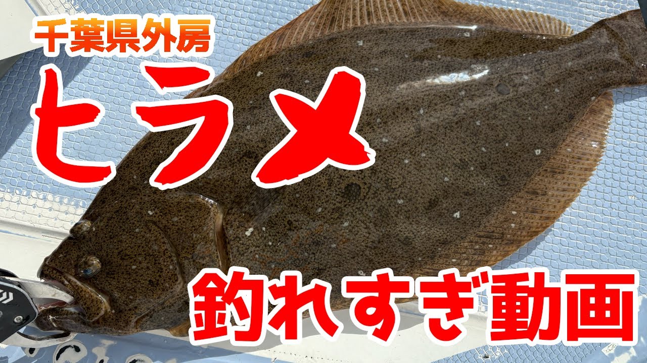【ヒラメ船】爆釣！千葉県でヒラメの泳がせ釣り【飯岡】