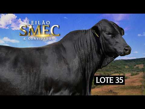 LOTE 35 - Touro 3 anos - CACIQUE FIV513 G5 SUMAJ 1040 DA SMEC