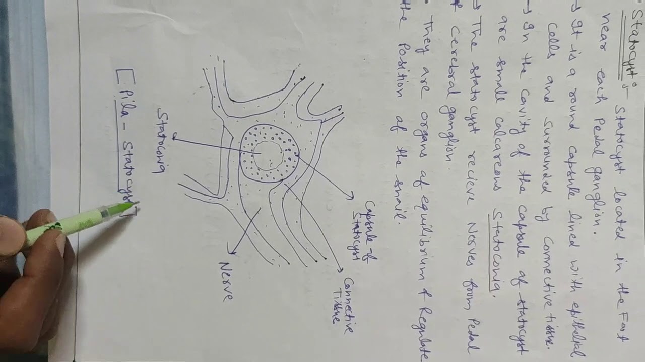 Sense organs of Pila globosa (Apple snail)Bsc 2nd sem medical
