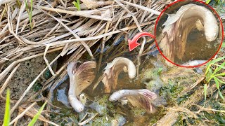 You&#39;ll Never Believe This We Found a lot of Betta Fish from amazing unbelievable place Fact