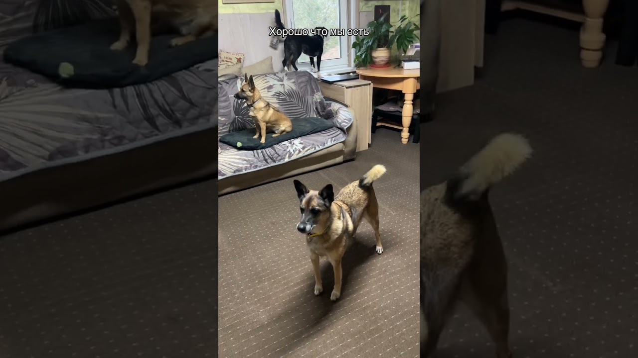 Дружные ребята 