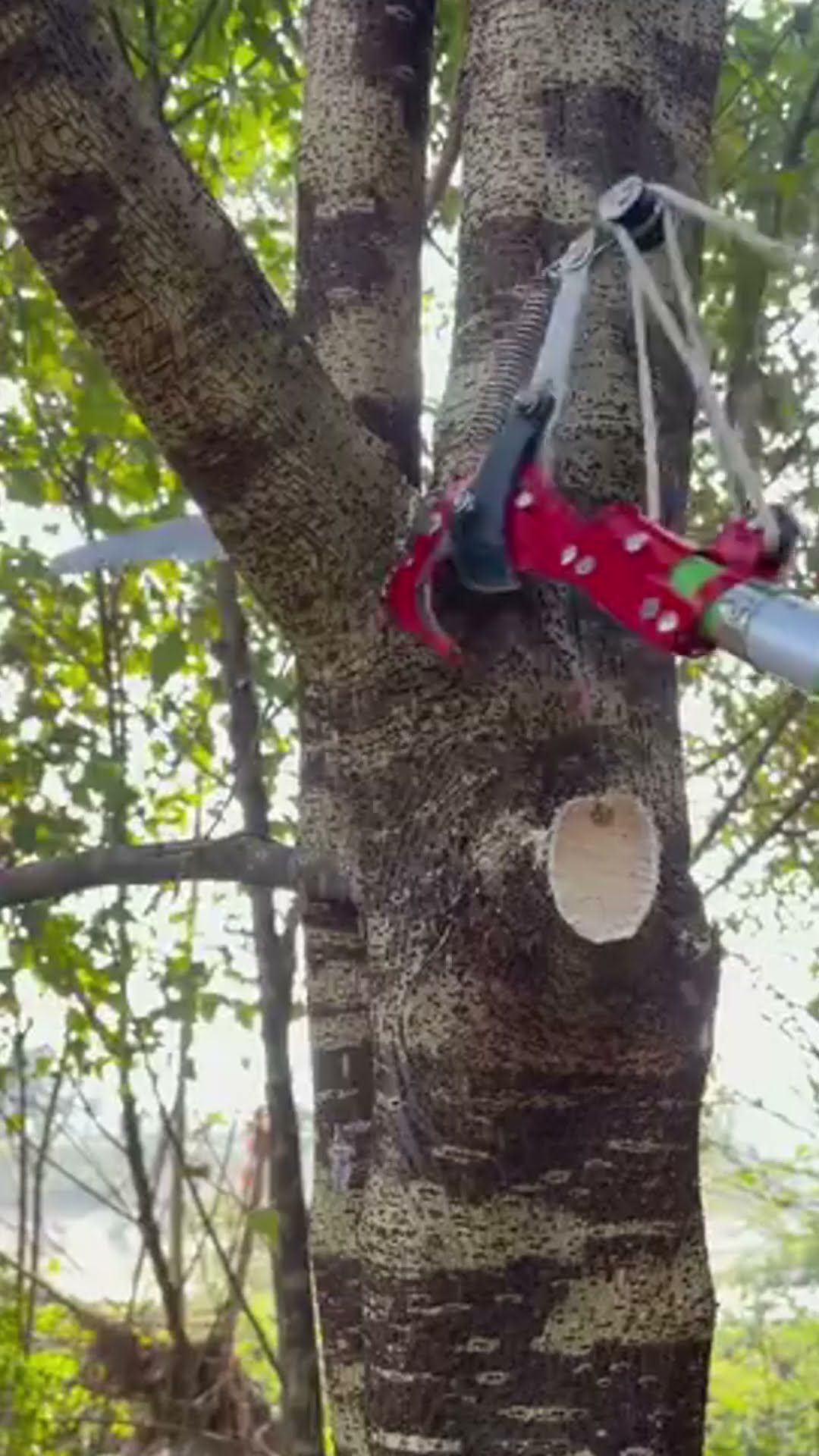 High-Altitude Outdoor Tree Trimmer Scissor ( # 2122  ) 1️⃣ Product Link in Bio