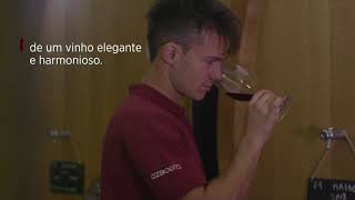 WINEMAKERS 25. IMPORTÂNCIA DO AZOTO NA VINHA