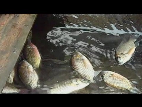 شركة شل في قفص الاتهام بشأن التلوث الحاصل في