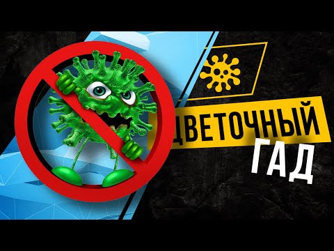 ЦВЕТОЧНЫЙ ГАД. КОРОНАВИРУС НА ПОРОГЕ. ОТКРОЙ ДВЕРЬ - и ОН ТЕБЯ СЪЕСТ)