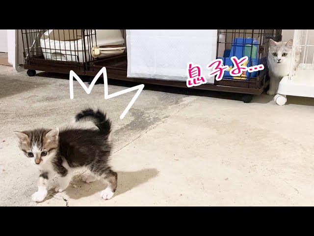 【保護子猫】コアニちゃんの頼りない横歩きが可愛すぎます!!／【保護猫】換毛期は多めに吸引／【保護子猫】シマシマ３兄弟保護14日目♪