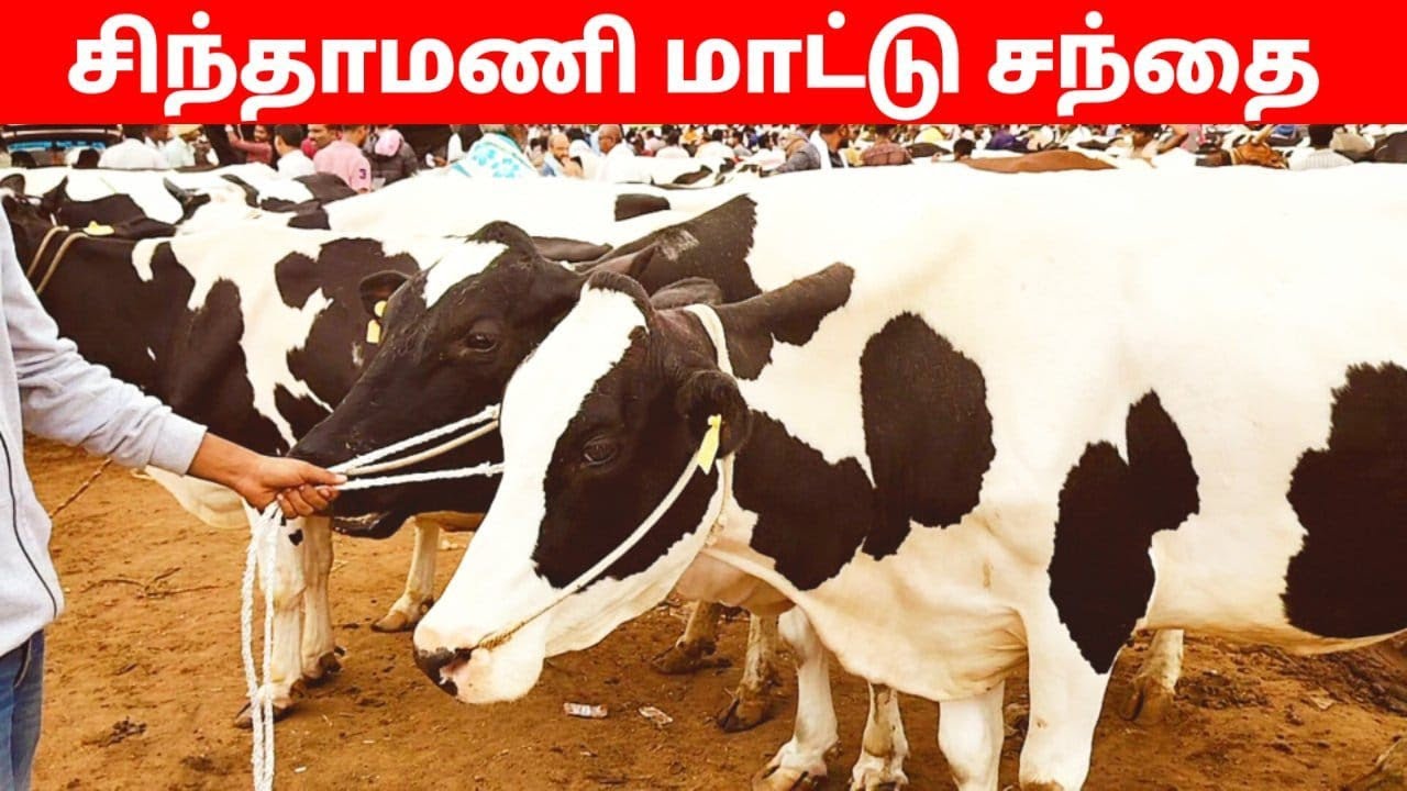 கர்நாடக மாநிலத்தின் சிந்தாமணி மாட்டு சந்தை/chinthamani cow market/cow video.