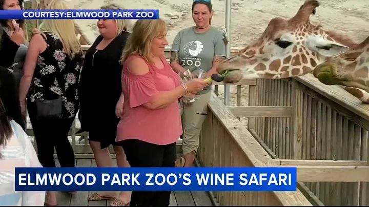 Celebrate 100 years of Elmwood Park Zoo at their annual wine safari