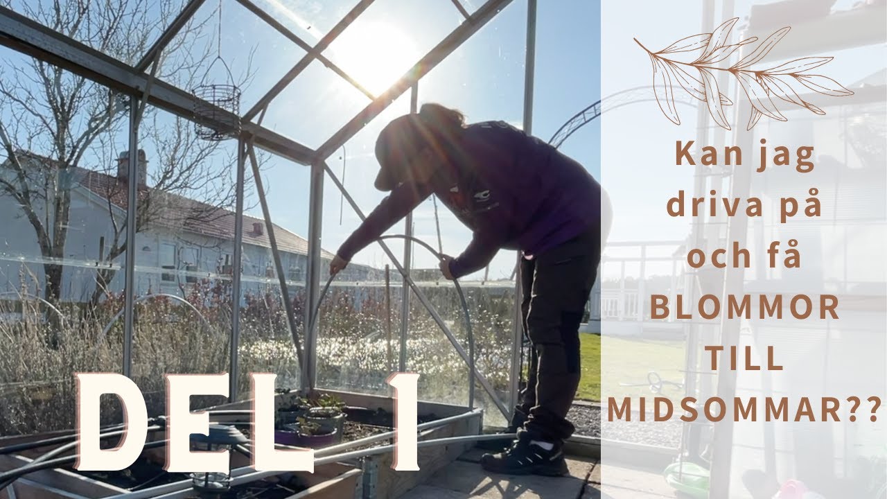 KAN JAG FÅ LEJONGAP, TANDPETARSILJA OCH MÅNGA FLER ATT BLOMMA TILL MIDSOMMAR??