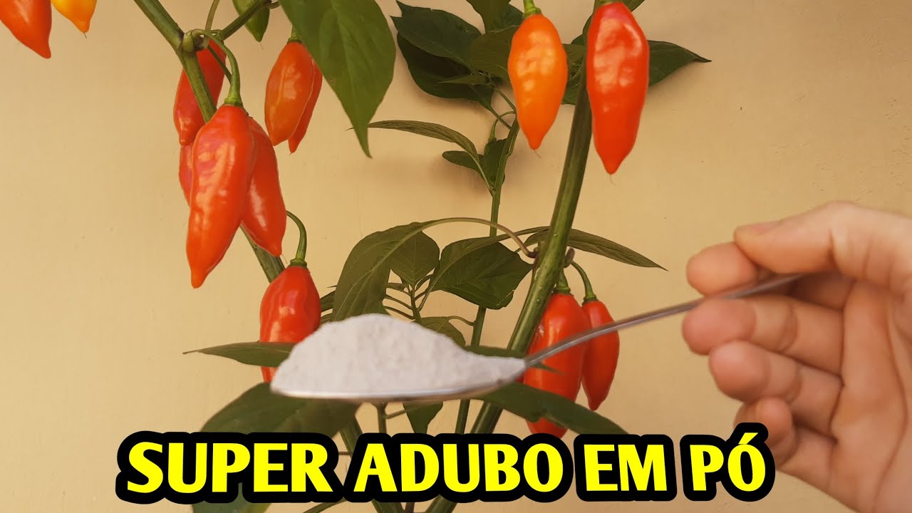 esse pó vai fazer suas pimenteiras explodir de da tanta pimentas