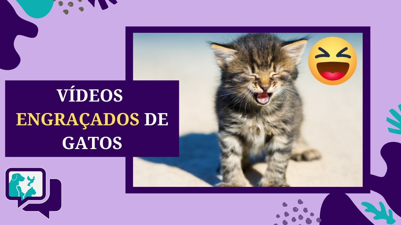 VÍDEO INTERATIVO PARA GATOS 