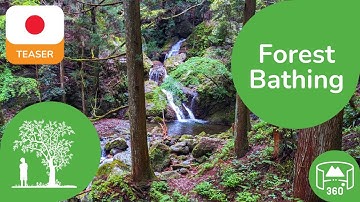 Japanese Forest Bathing | 360 8K3D Teaser | Learn Japanese in VR | DYNAMIC LANGUAGES