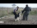 Восточноевропейская овчарка Бумер - первое занятие по защите