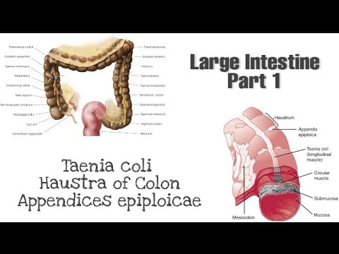 Video: Câte taenia coli sunt?