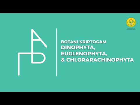 3 Dinophyta, Euglenophyta, dan Chlorarachinophyta - Botani Kriptogam