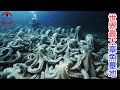 [生物放大鏡] 世界最大章魚墓地的真相 | 深海倒立章魚的秘密 | 全世界僅發現4~5處