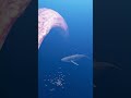 Whales attacked by strange creatures | Zeenchu #Shorts #creature #deepsea