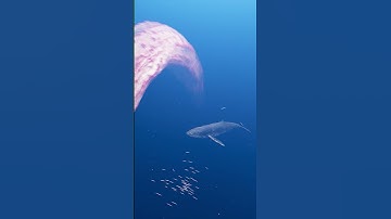 Thumbnail of Whales attacked by strange creatures | Zeenchu #Shorts #creature #deepsea