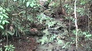 Pulau Tiga, Borneo Malaysia