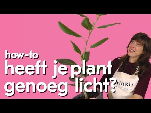 Video: Hebben ficus licht nodig?