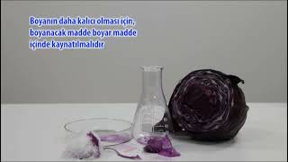 Deney Kırmızı Lahanadan Boyar Madde Yapımı Making Colorant From Red Cabbage