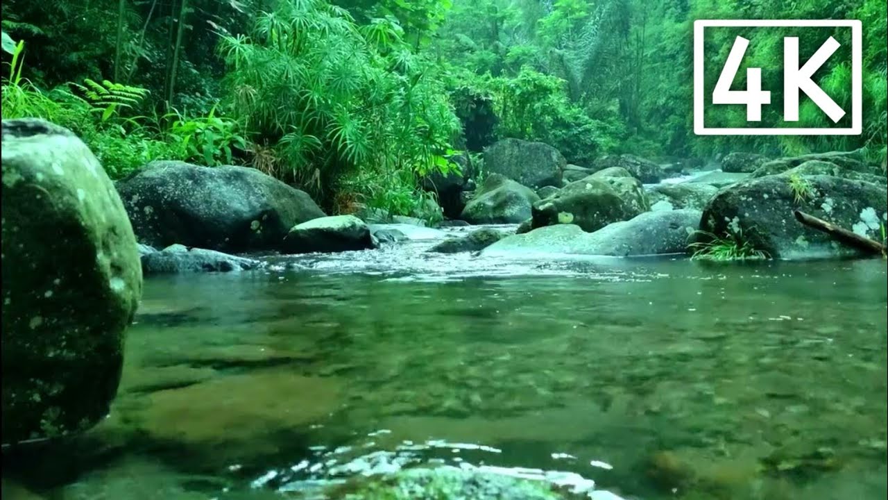 4K FOREST STREAM SOUNDS | RELAXING NATURE SOUNDS FOR SLEEP, NIGHTINGALE ...