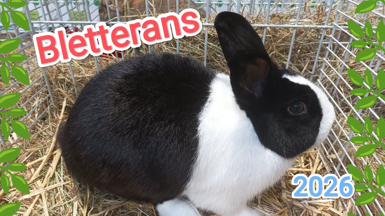 Exposition avicole de Bletterans (39), les 10 & 11 janvier 2026. Plusieurs championnats régionaux.