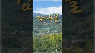 감나무골🩵나훈아#지리산자락#소소한풍경#자연#힐링#트르트#shorts