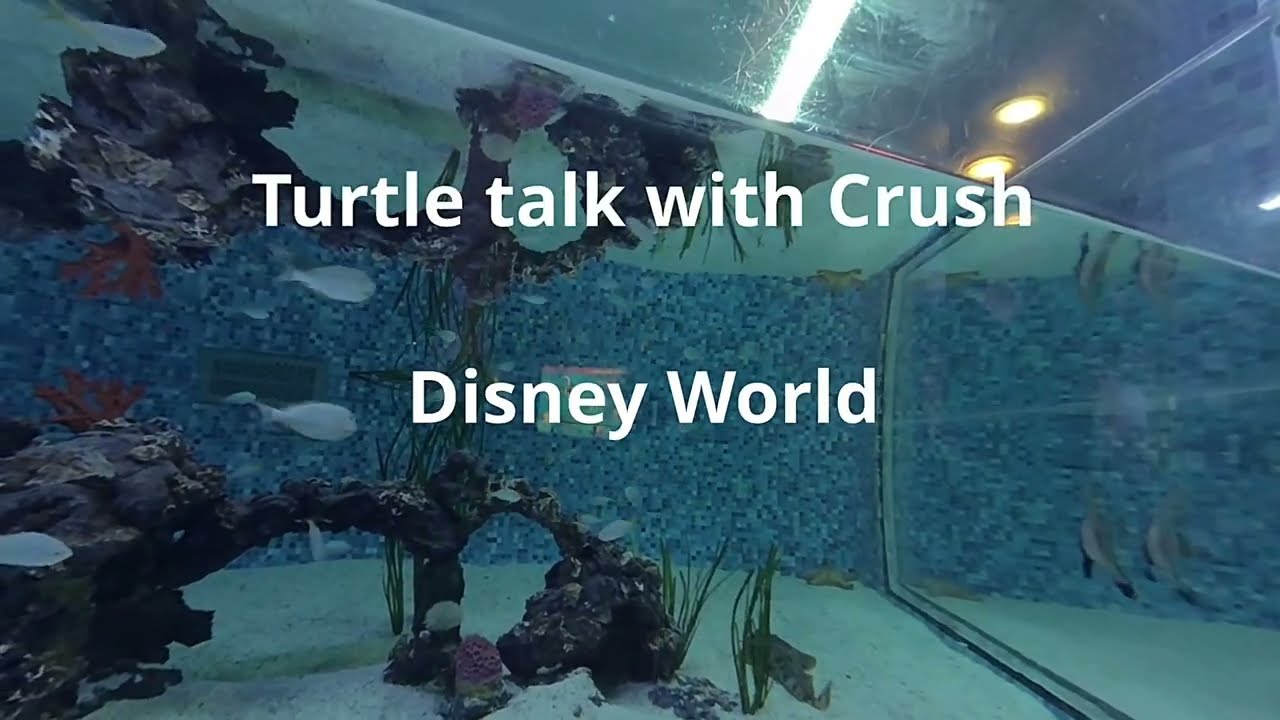 Turtle Talk with Crush at Disney World