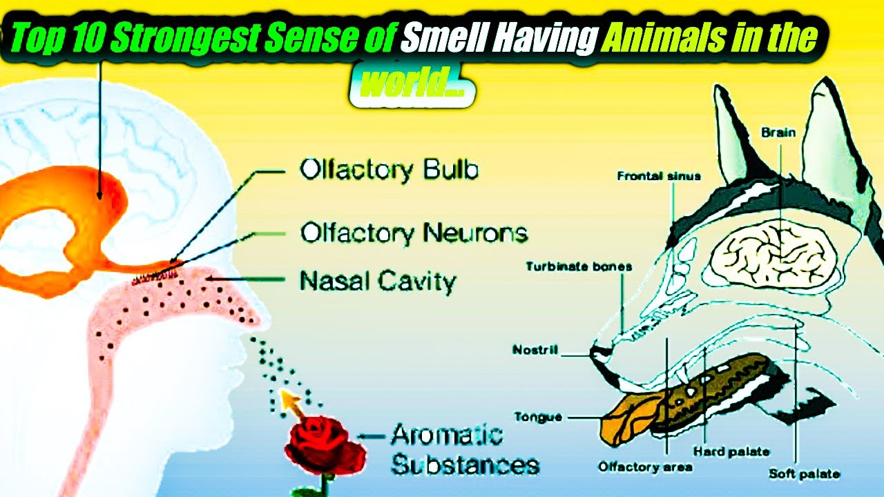 Top 10 Strongest Sense of Smell Having Animals in the world.../ மோப்ப
