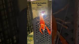 Crayfish tanks #crayfish  #fish  #fishtank  #breeding  #ghost  #lobster #aquarium #crayfishvideo