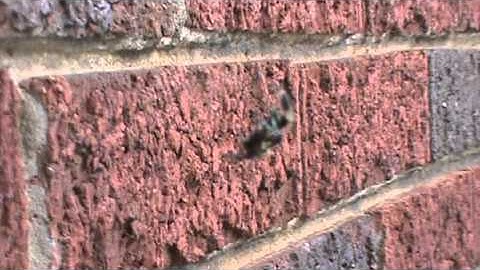 Jumping Spider Hanging From His Dragline!