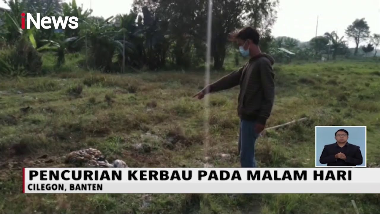 Pemilik Kerbau Histeris, Kerbau Peliharaan Mati Disembelih Pencuri - iNews Siang 24/07