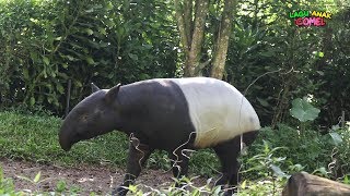 Mengenal dan Lihat Binatang | Gajah Sumatera | Banteng | Tapir dan Rusa | di Taman Safari Bogor