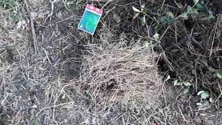 당귀, 곰취 씨앗 파종 준비 7