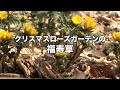 クリスマスローズガーデンの福寿草　ー富久樹園chー