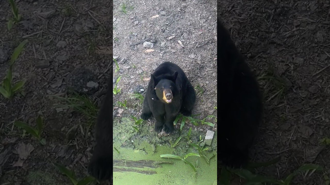 Intro to my channel!! 